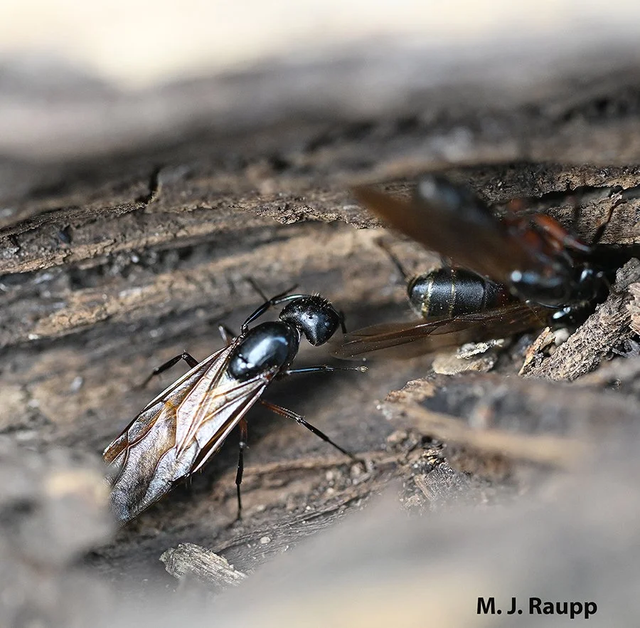 Insects roasting on an open fire: Bess beetles, Passalidae
